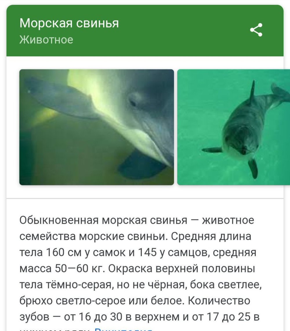 Дельфин Азовка описание