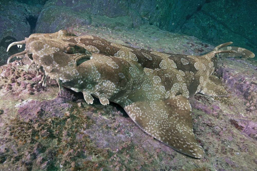 Phago maculatus