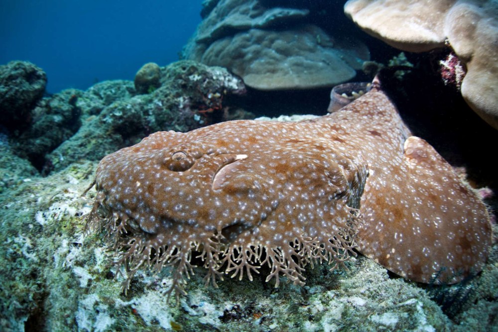 Морские создания
