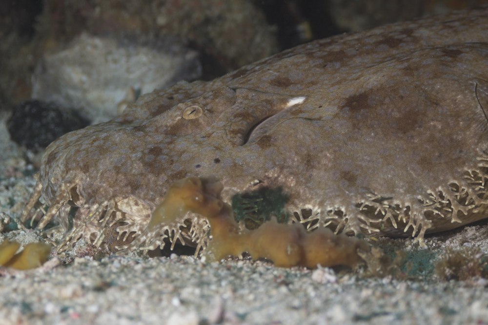 Tasselled Wobbegong