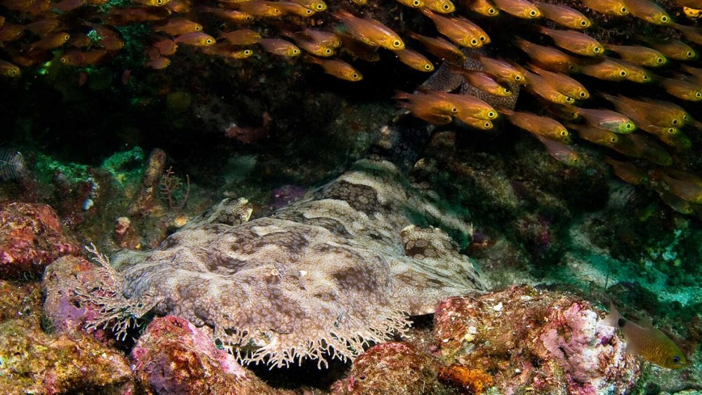 Wobbegong Shark