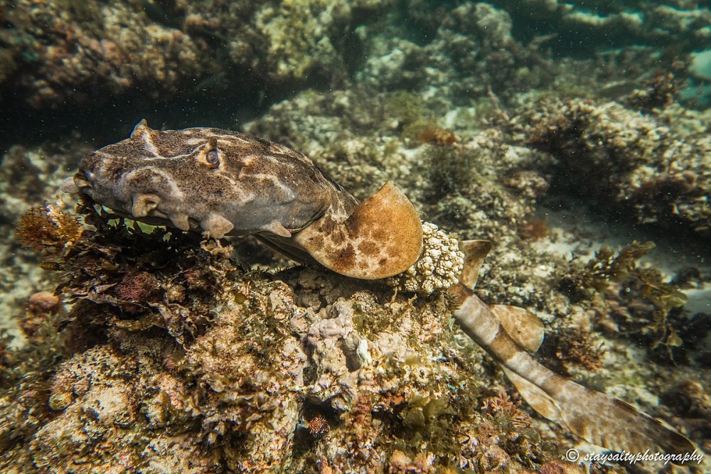 Kimberleyeleotris hutchinsi