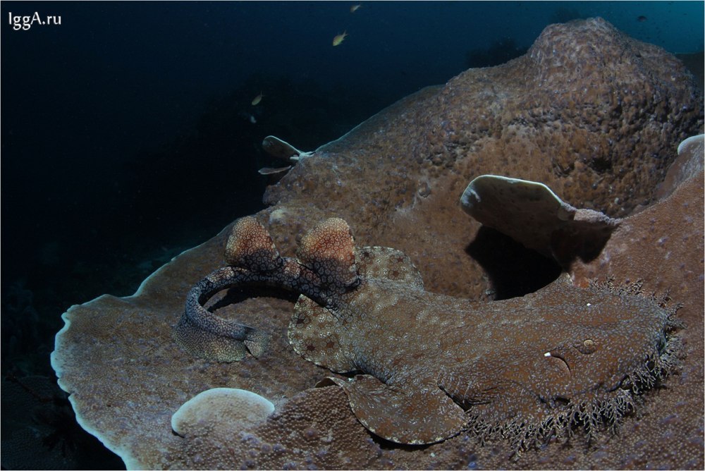 Eucrossorhinus dasypogon