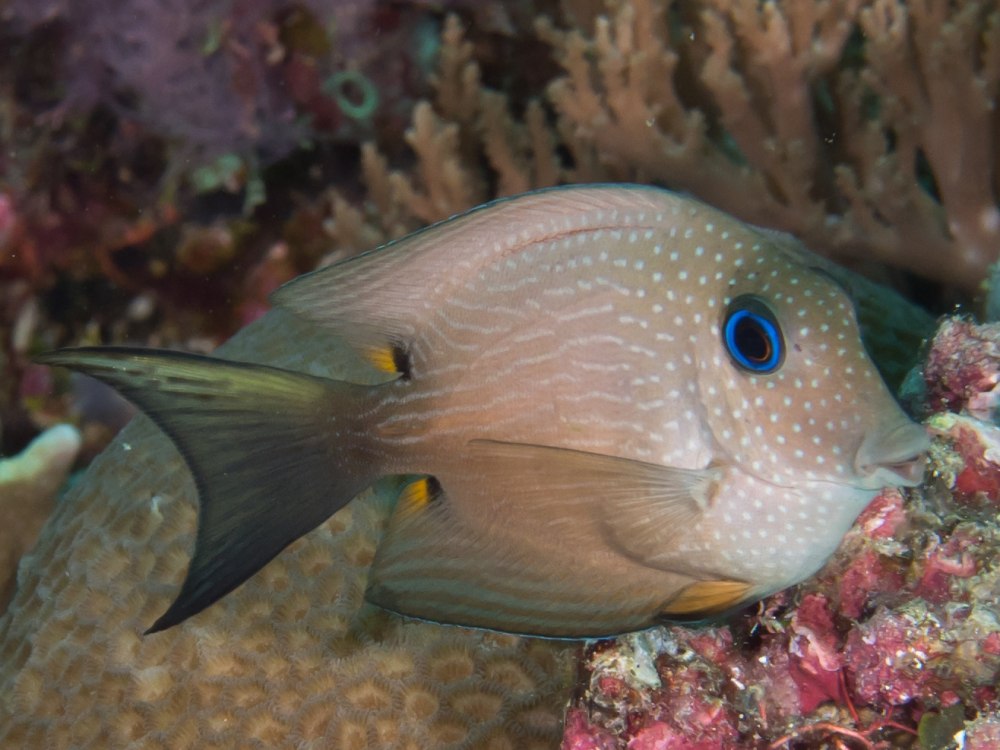 Ctenochaetus binotatus