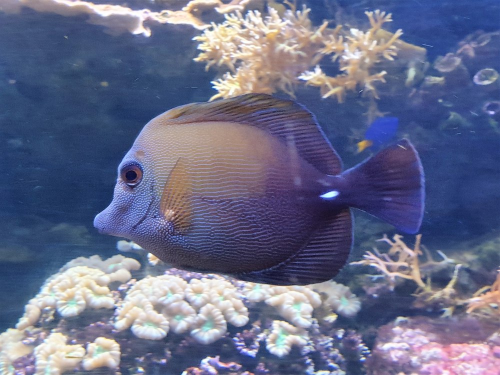 Ctenochaetus striatus