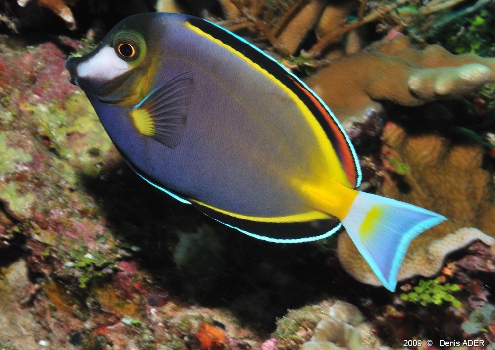 Аквариумная рыбка Acanthurus chronixis