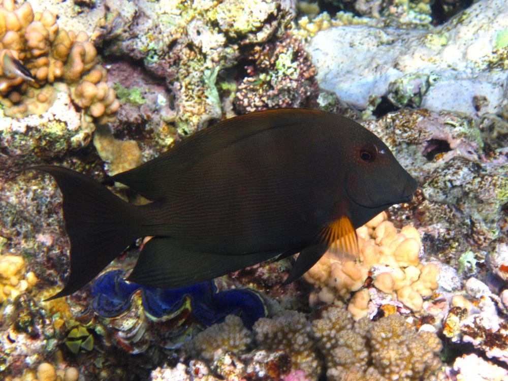Хирург ктенохет striatus