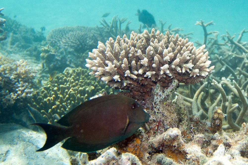 Ctenochaetus striatus