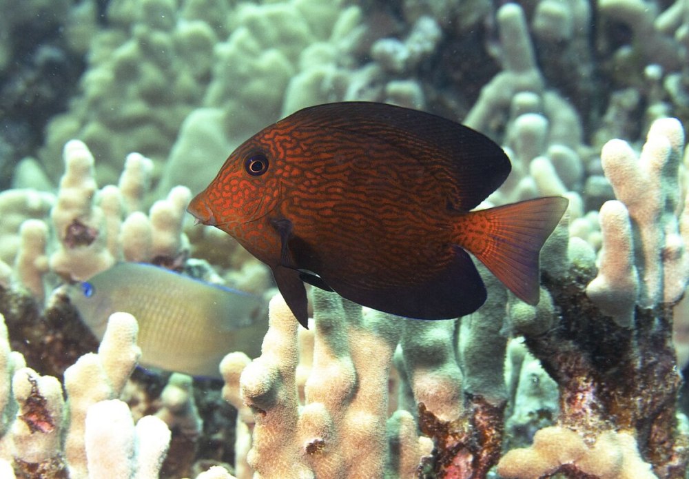 Ctenochaetus Tominiensis