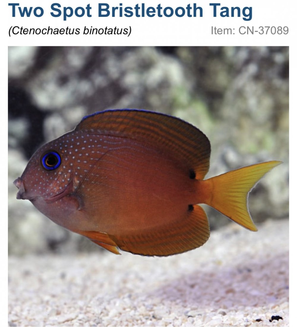 Ctenochaetus binotatus