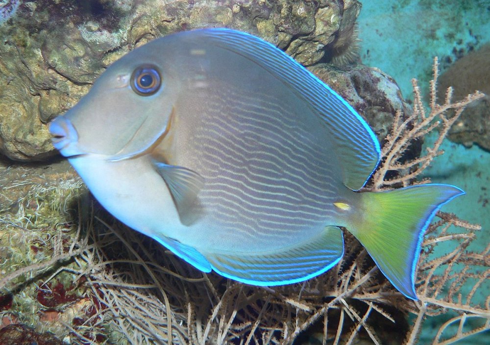 Acanthurus coeruleus