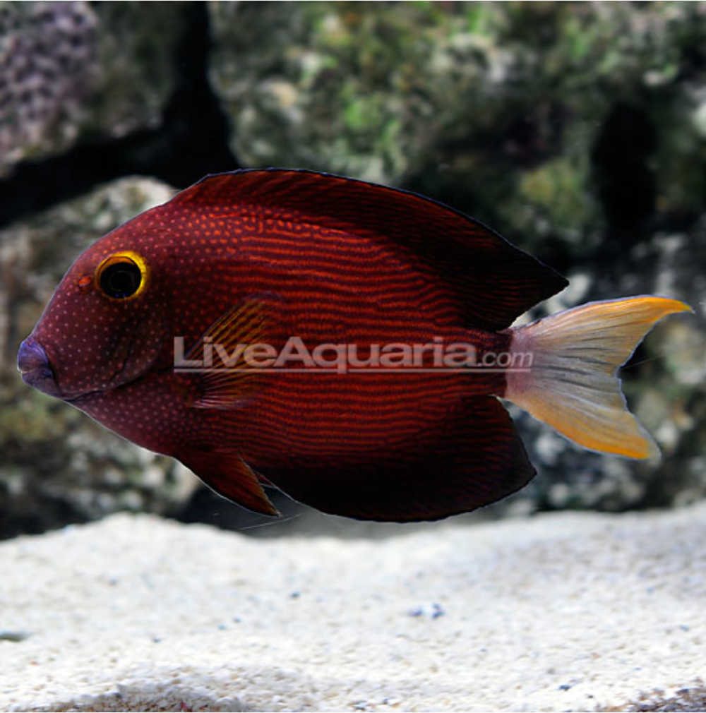 Ctenochaetus flavicauda