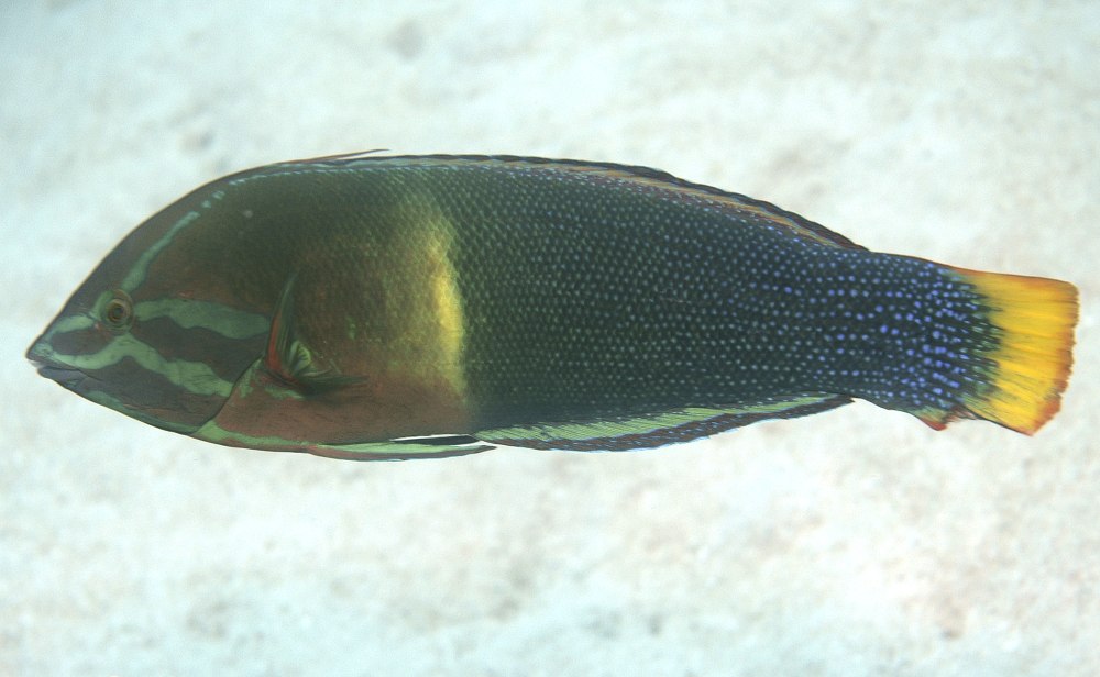Coris Gaimard