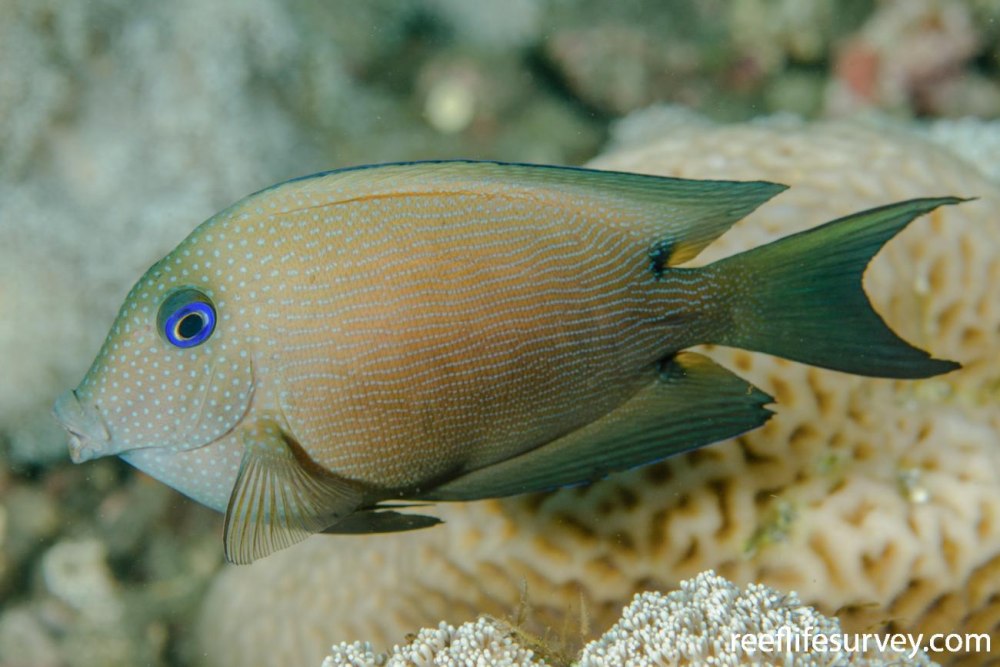Ctenochaetus binotatus