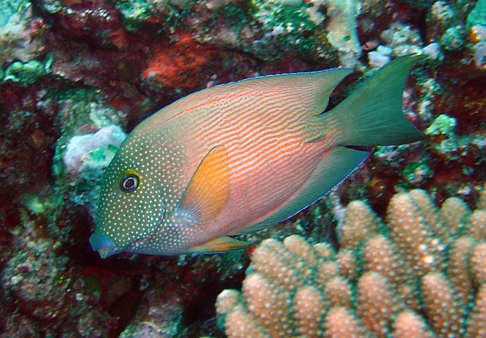 Ctenochaetus striatus