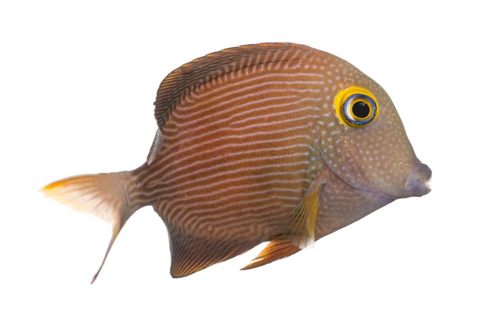 Ctenochaetus strigosus