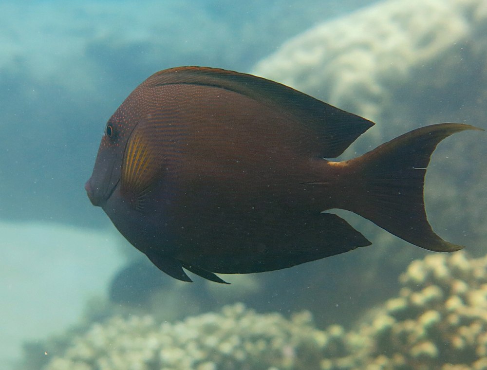 Acanthurus xanthopterus