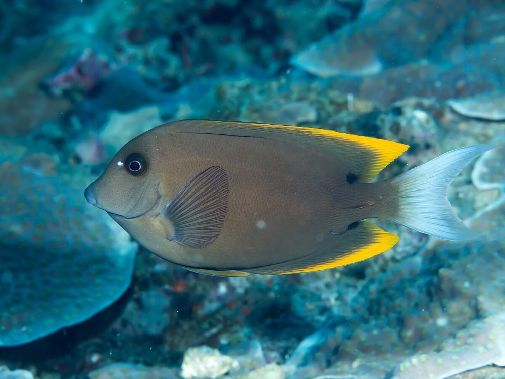 Ctenochaetus Tominiensis