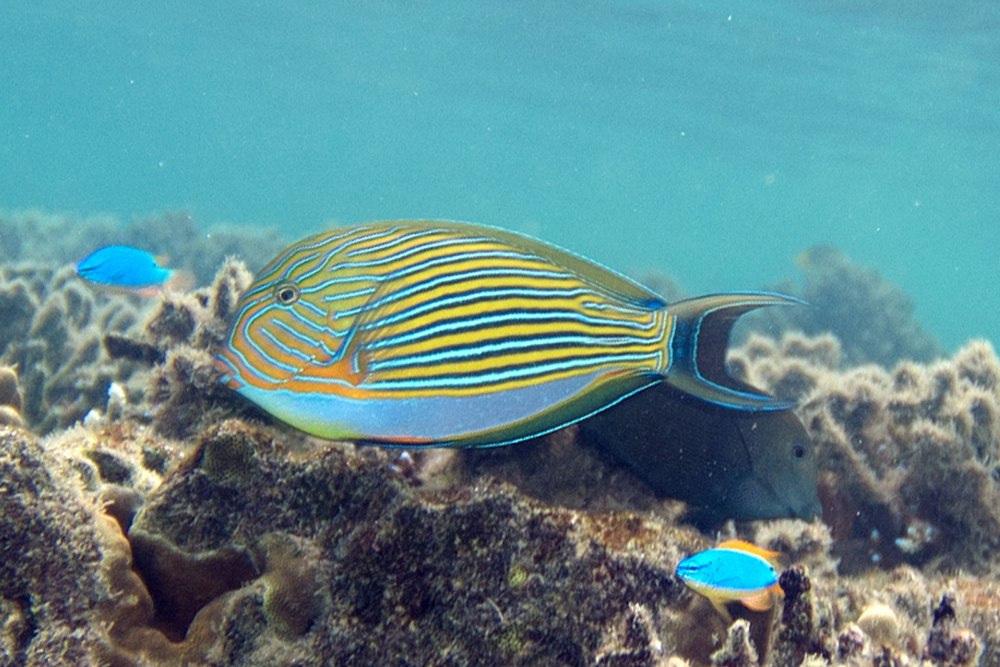Acanthurus lineatus
