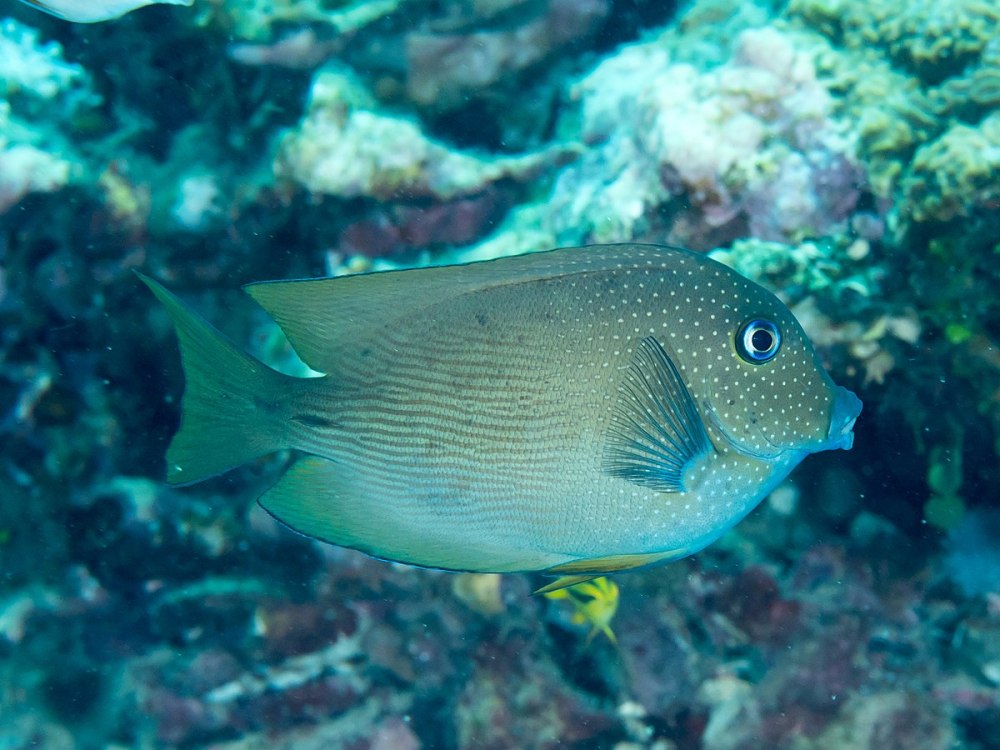 Ctenochaetus cyanocheilus