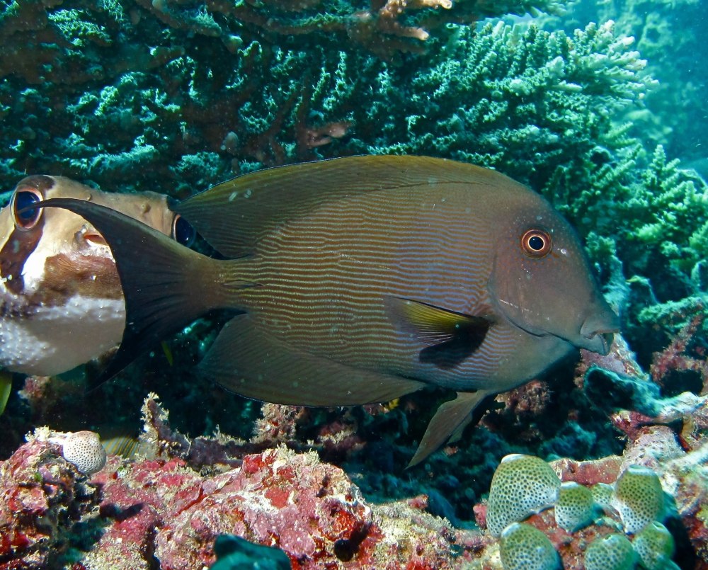 Ctenochaetus marginatus