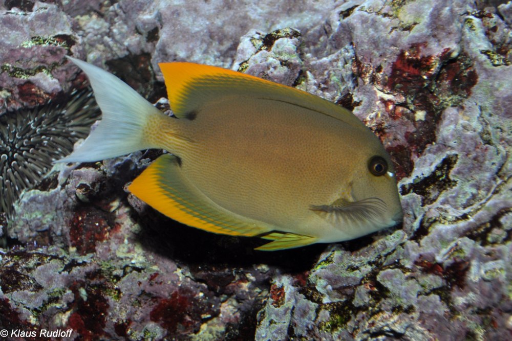 Хирург ктенохет желтоплавничный, s /Ctenochaetus Tominiensis