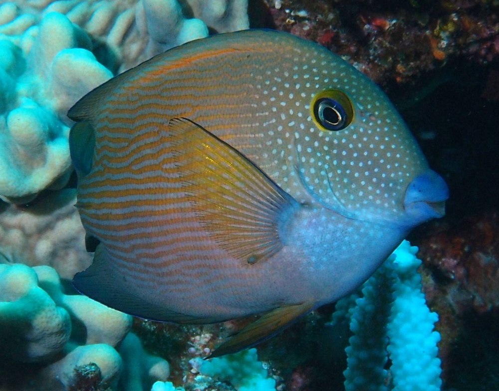 Ctenochaetus cyanocheilus