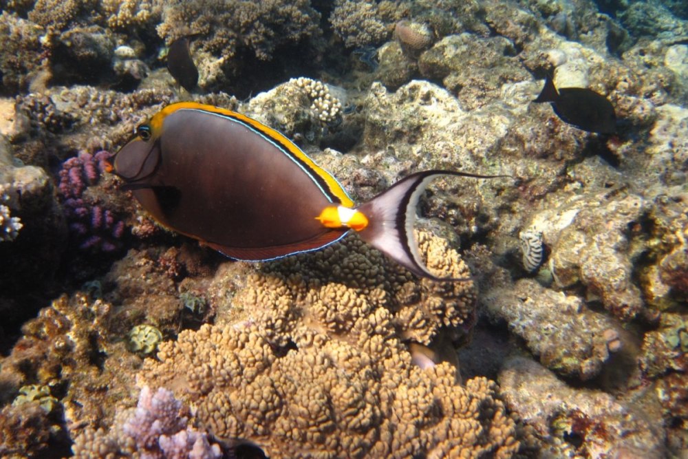 Красное море рыба хирург