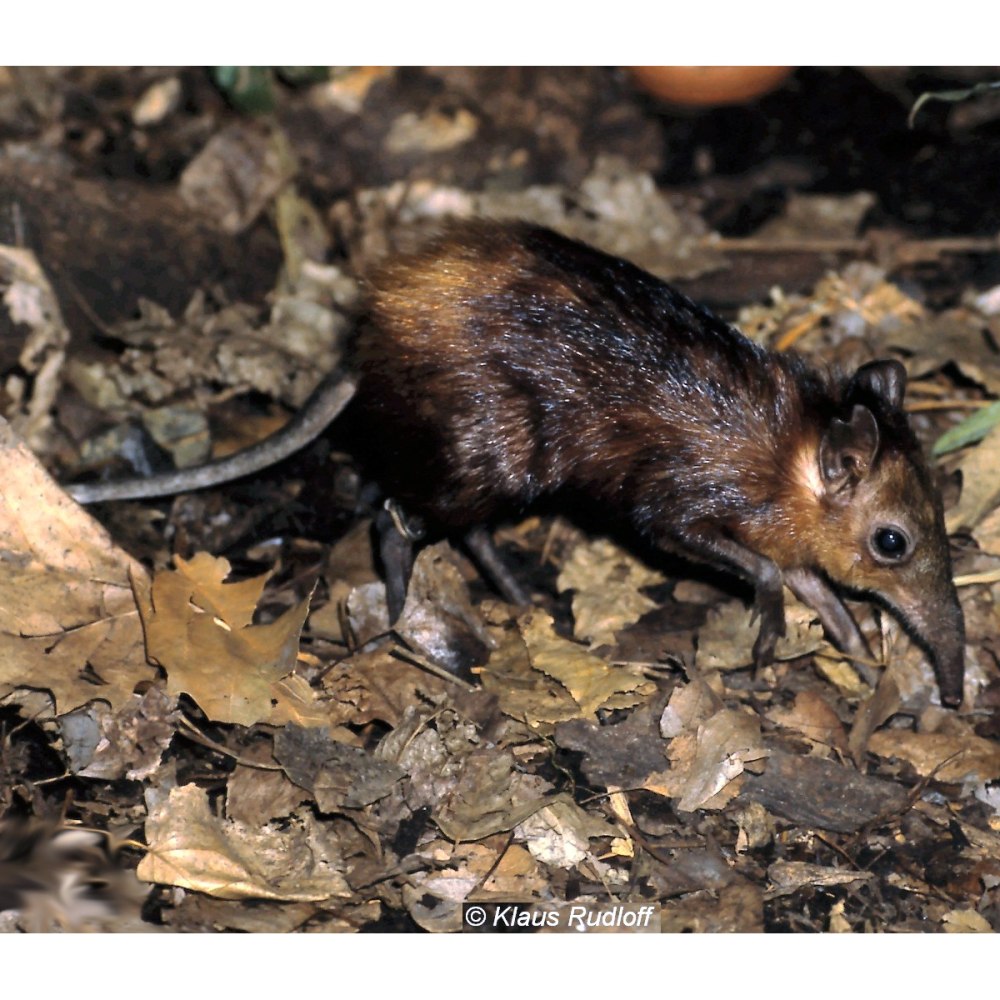 Rhynchocyon chrysopygus