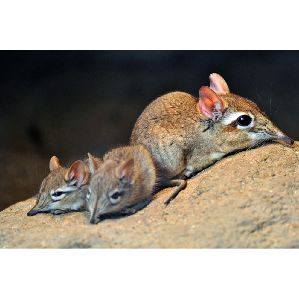Elephantulus rufescens