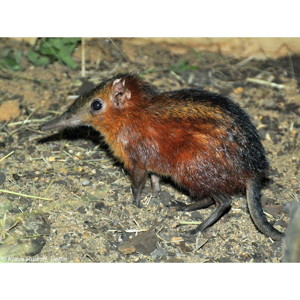Rhynchocyon cirnei