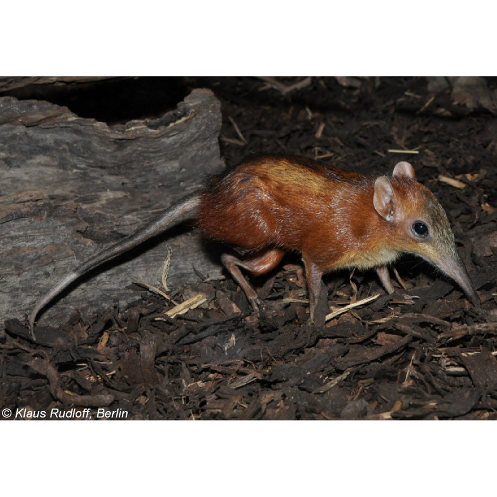 Rhynchocyon cirnei