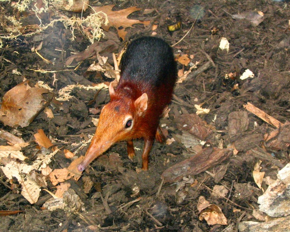 Rhynchocyon petersi