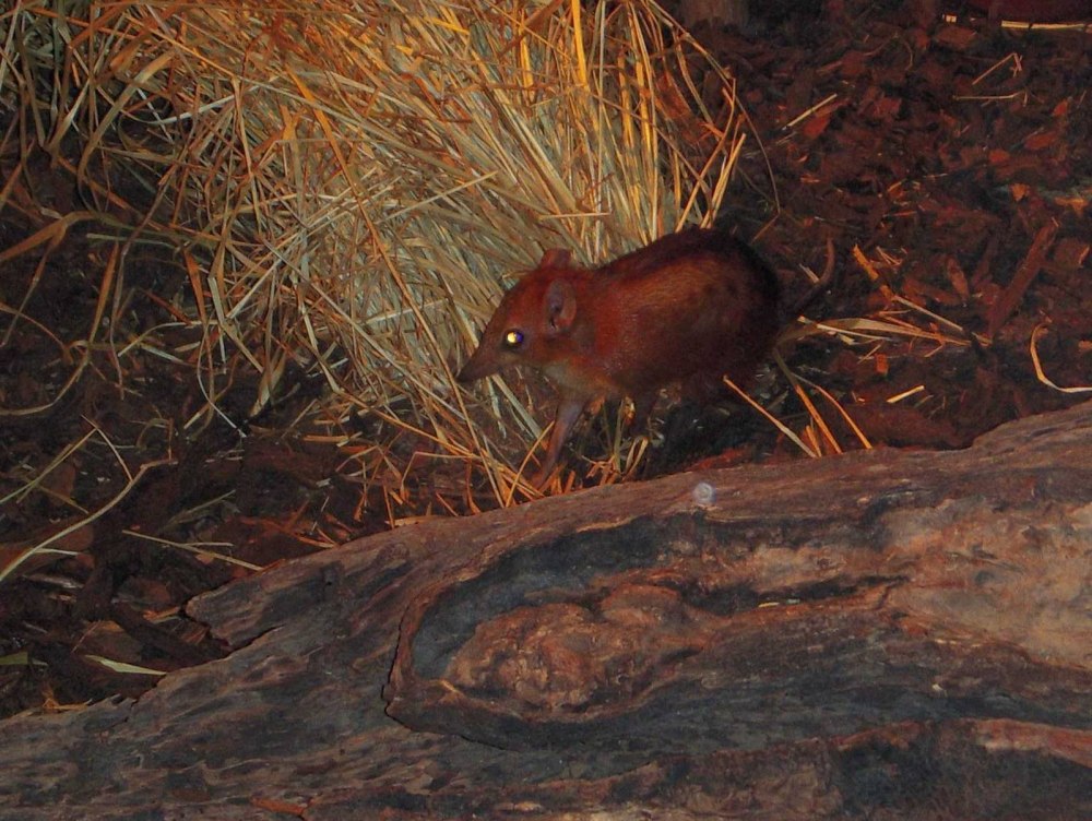 Rhynchocyon chrysopygus