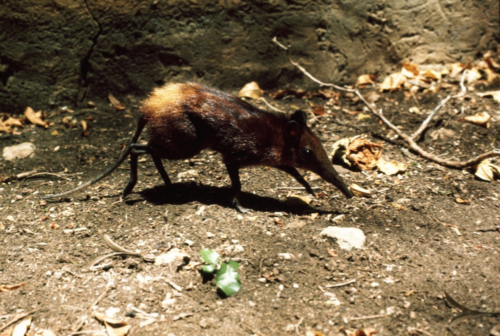 Rhynchocyon chrysopygus