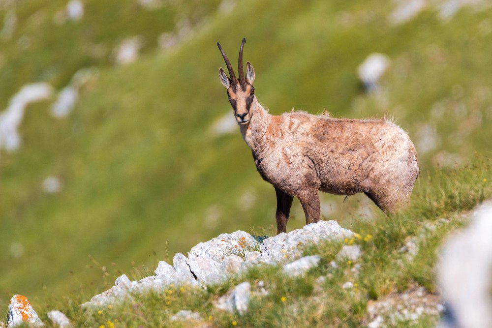Abruzzo Chamois