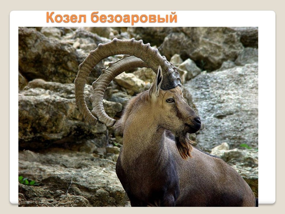 Безоаровый Архар