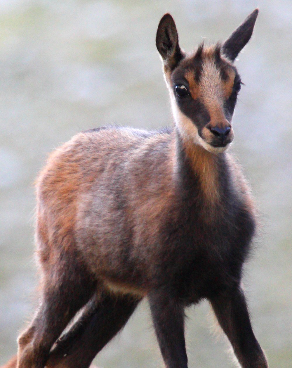 Серна (Rupicapra Rupicapra)