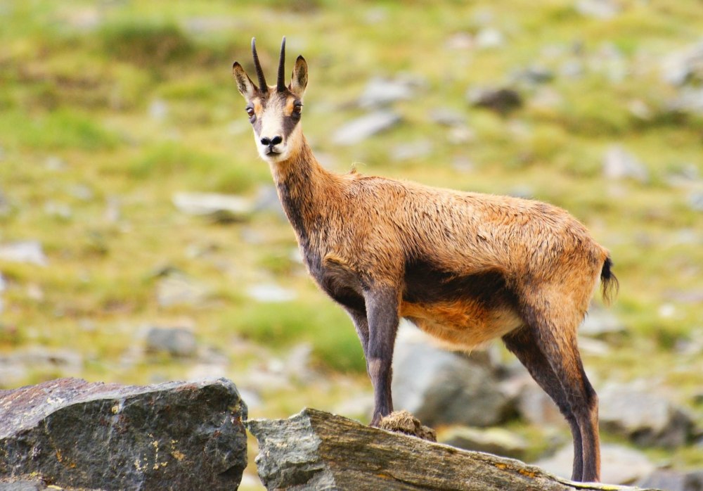 Rupicapra Rupicapra