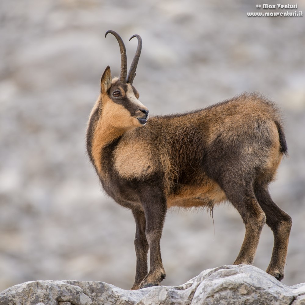 Серна (Rupicapra Rupicapra)