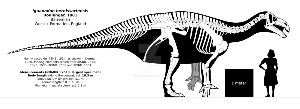 Iguanodon bernissartensis