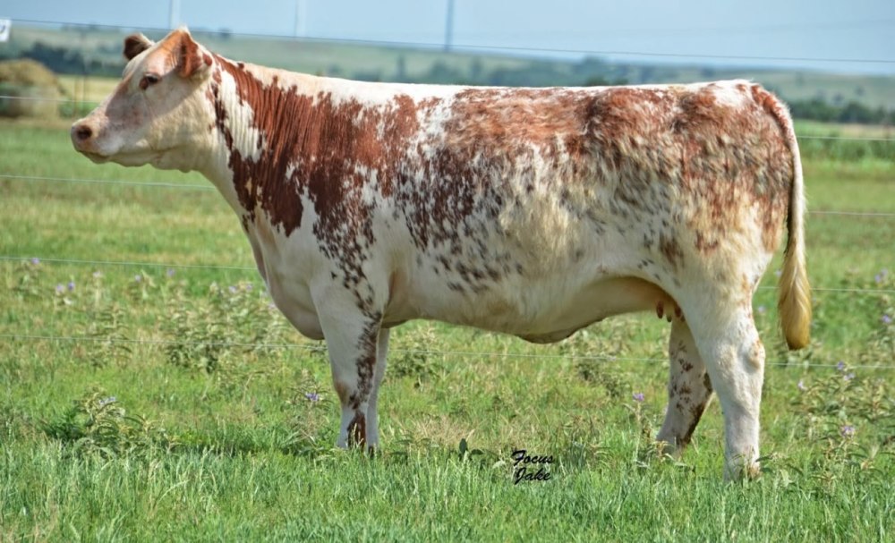 Шортгорнская корова