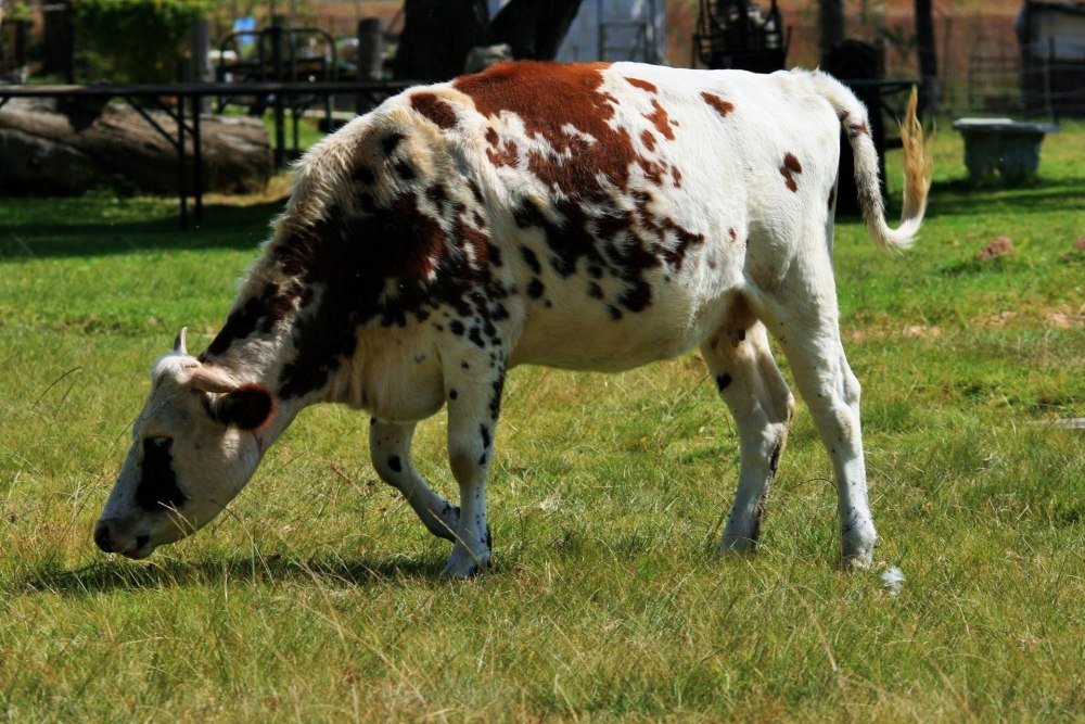 Пестрая корова