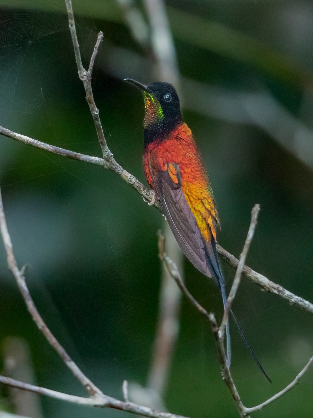 Topaza Pyra Gould, 1846 — Пламенный топазовый Колибри