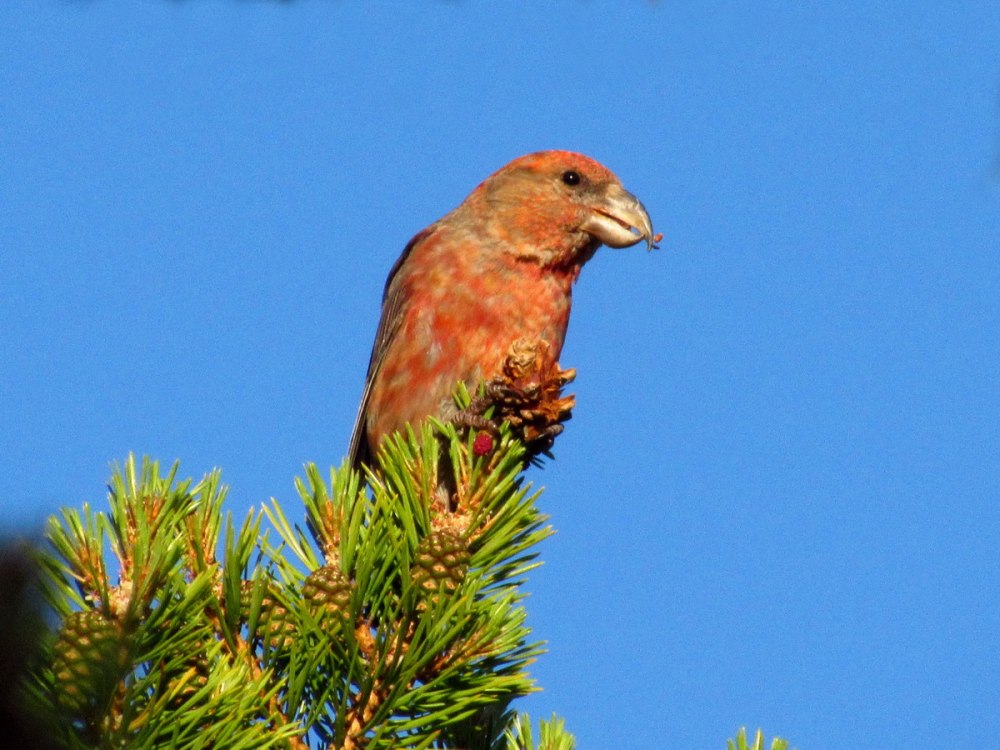 Клёст-Сосновик Loxia pytyopsittacus