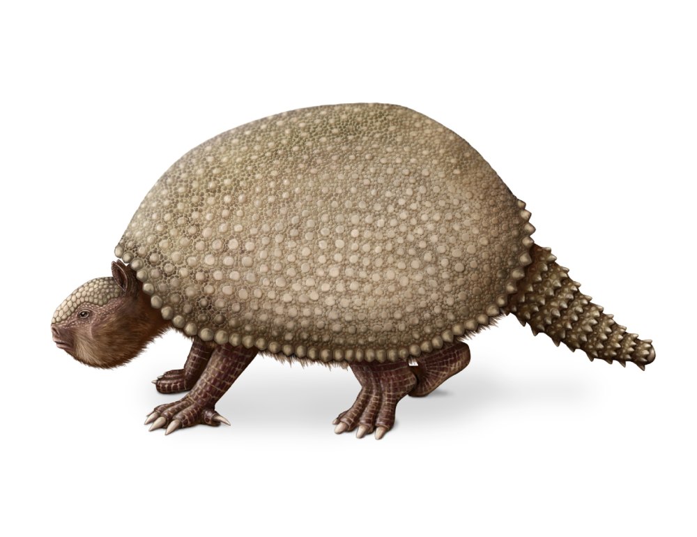 Glyptodon clavipes