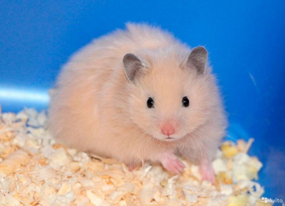 Сирийский хомяк коротко