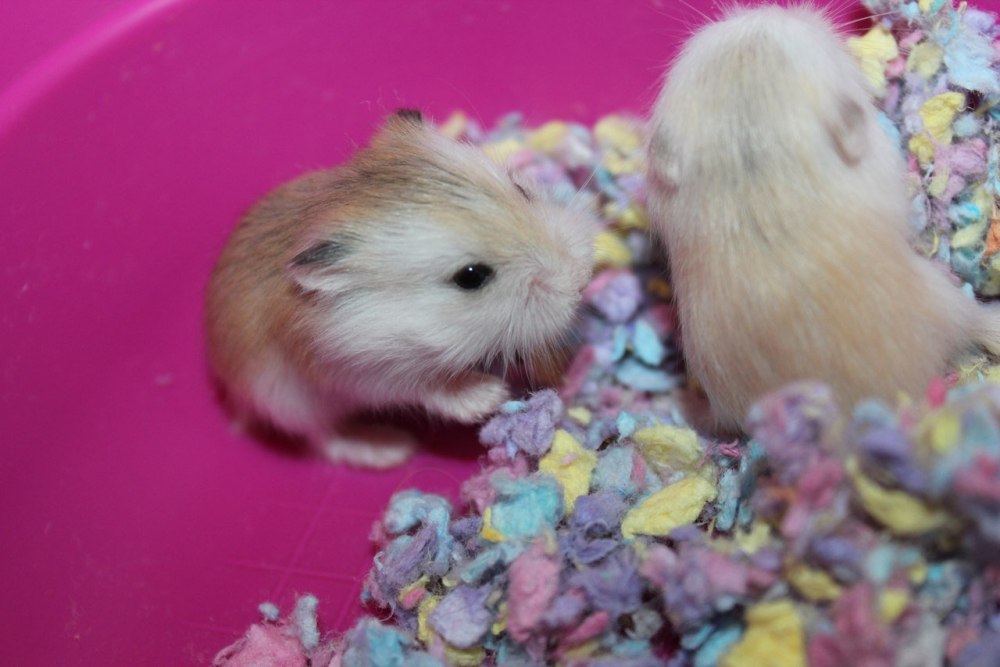Новорожденные хомячки