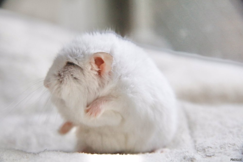 Старый хомяк