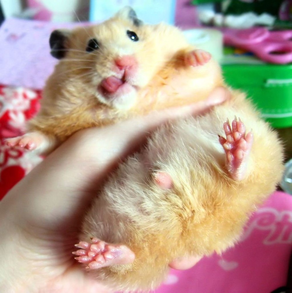 Огромный хомяк